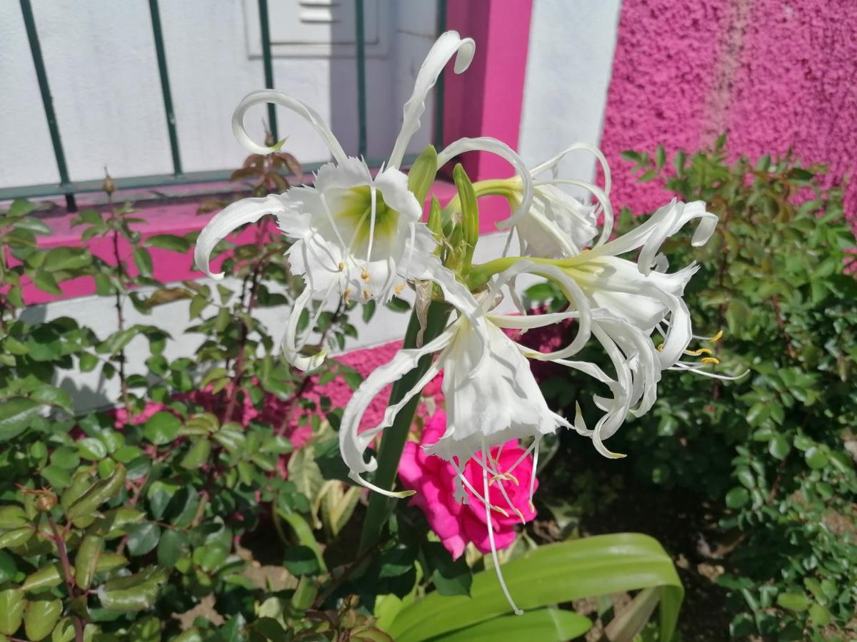 Westerland House Ribeira Brava Eksteriør bilde