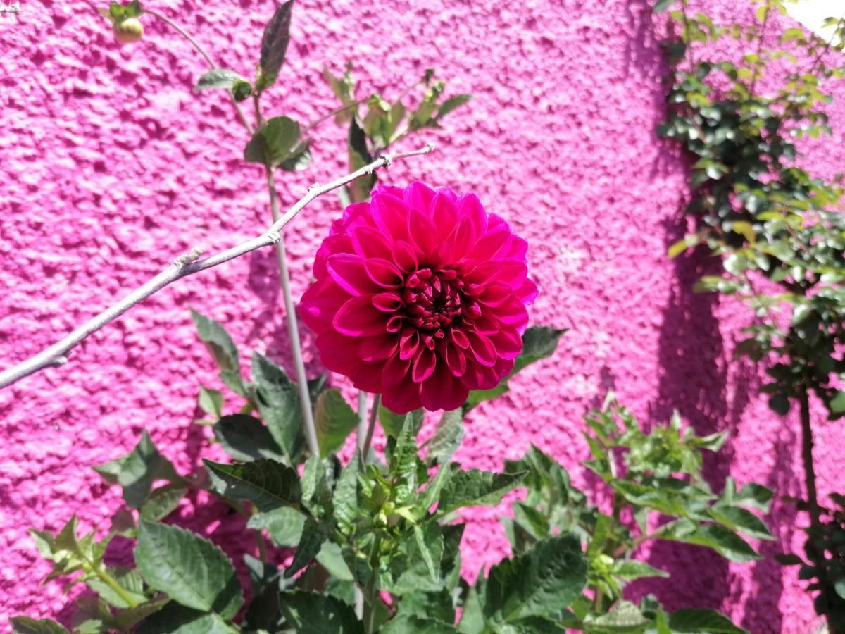 Westerland House Ribeira Brava Eksteriør bilde